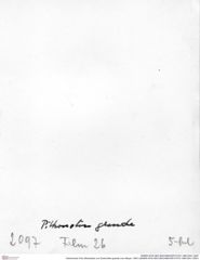 Historisches Foto (Rückseite) von Eodromites grandis (von Meyer, 1857) (NHMW-AFW-GEO-BACHMAYER-FOTO-1990-0041-2097)